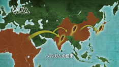 ソルガムの伝来