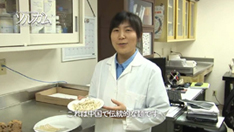ソルガムきびを使った食品開発