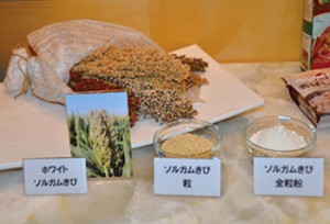 会場に展示されたソルガムきびの穂、ソルガムきびの全粒と全粒粉。