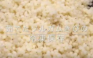 ホワイトソルガムきび粒の冷凍保存と活用」