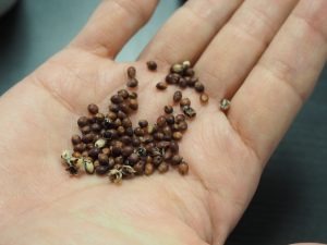 ソルガムきびに関する最新の研究について（テキサスA＆M大学）