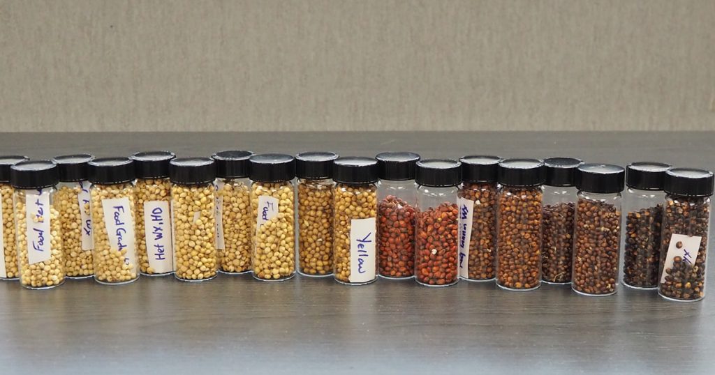 ソルガムきびに関する最新の研究について(テキサスA&M大学)