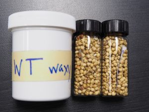 ソルガムきびに関する最新の研究について（テキサスA＆M大学）
